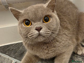 British Shorthair cats Beautiful Purebred British Shorthair (Lilac) - Advert 1