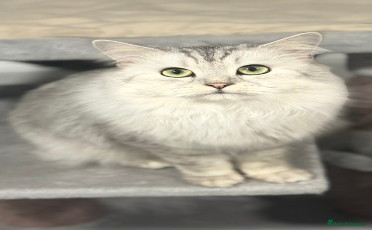 Mixed Breed cats - Advert 1