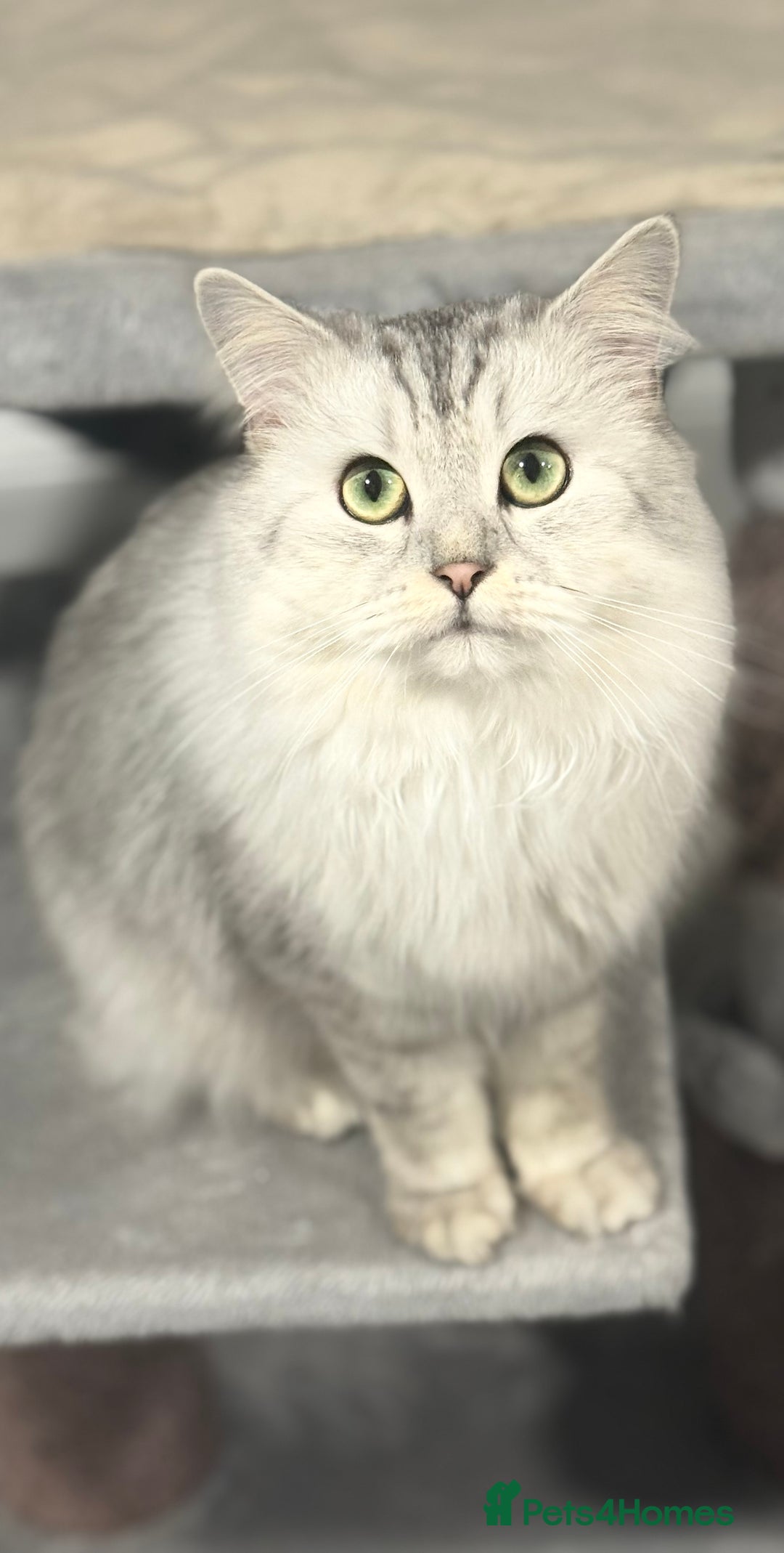Mixed Breed cats for stud: Maine coon x Persian stud  - Image 1