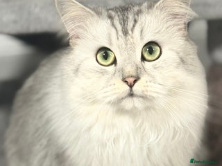 Mixed Breed cats - Advert 3