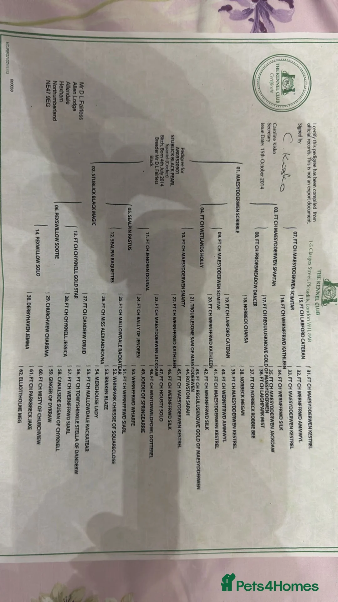 Cockapoo dogs for sale: Beautiful cockerpoo puppies  - Advert 2