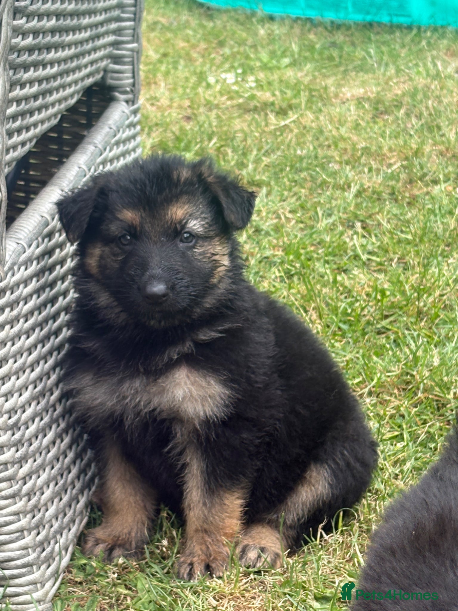 German Shepherd dogs German shepherd puppies  - Advert 10