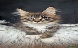 Maine Coon cats for sale: Champions- Bloodline Purebred Maine Coon Kittens  - Image 11