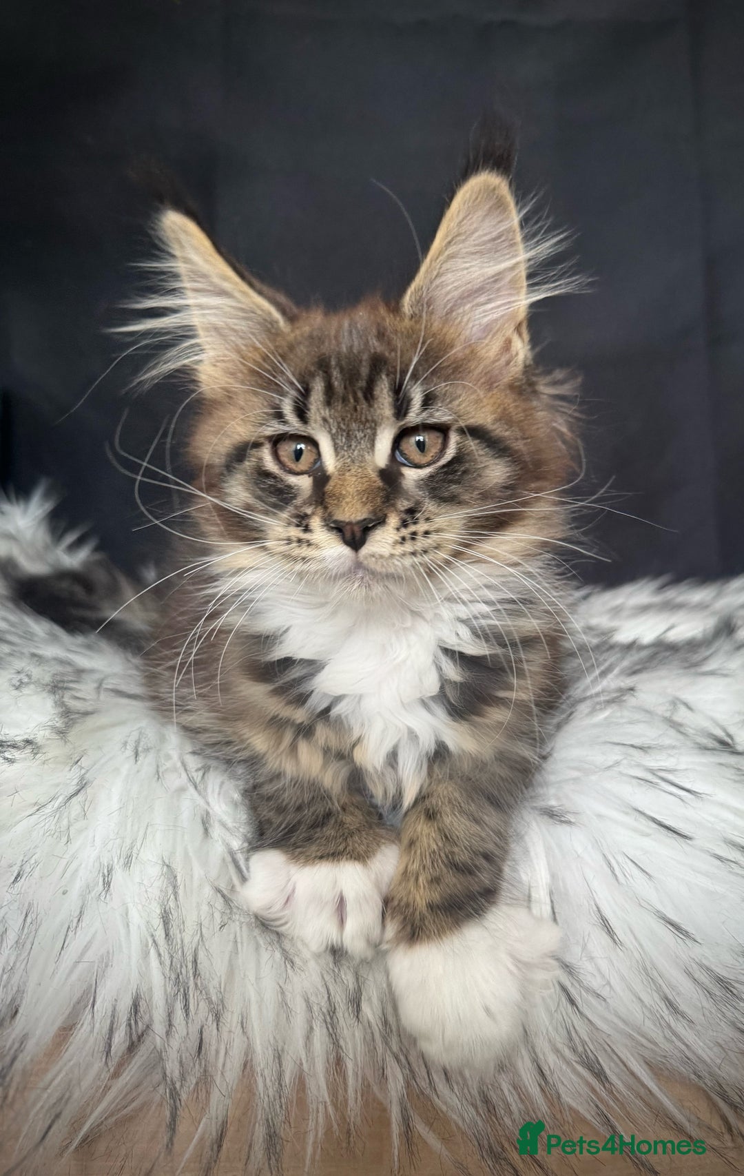 Maine Coon cats for sale: Champions- Bloodline Purebred Maine Coon Kittens  - Image 11