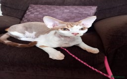 Devon Rex cats for sale: Adorable Devon Rex kittens for sale! - Image 2