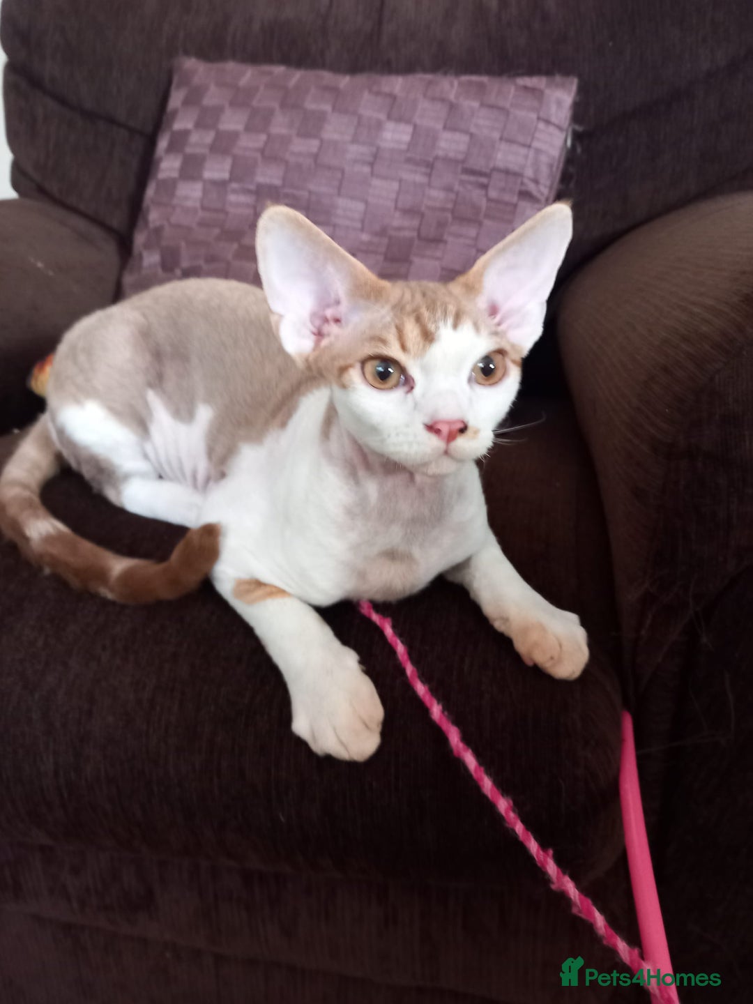 Devon Rex cats for sale: Adorable Devon Rex kittens for sale! - Image 2