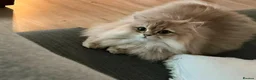 British Longhair cats for sale: Gorgeous Show-Quality Blue Golden British Longhair - Advert 23