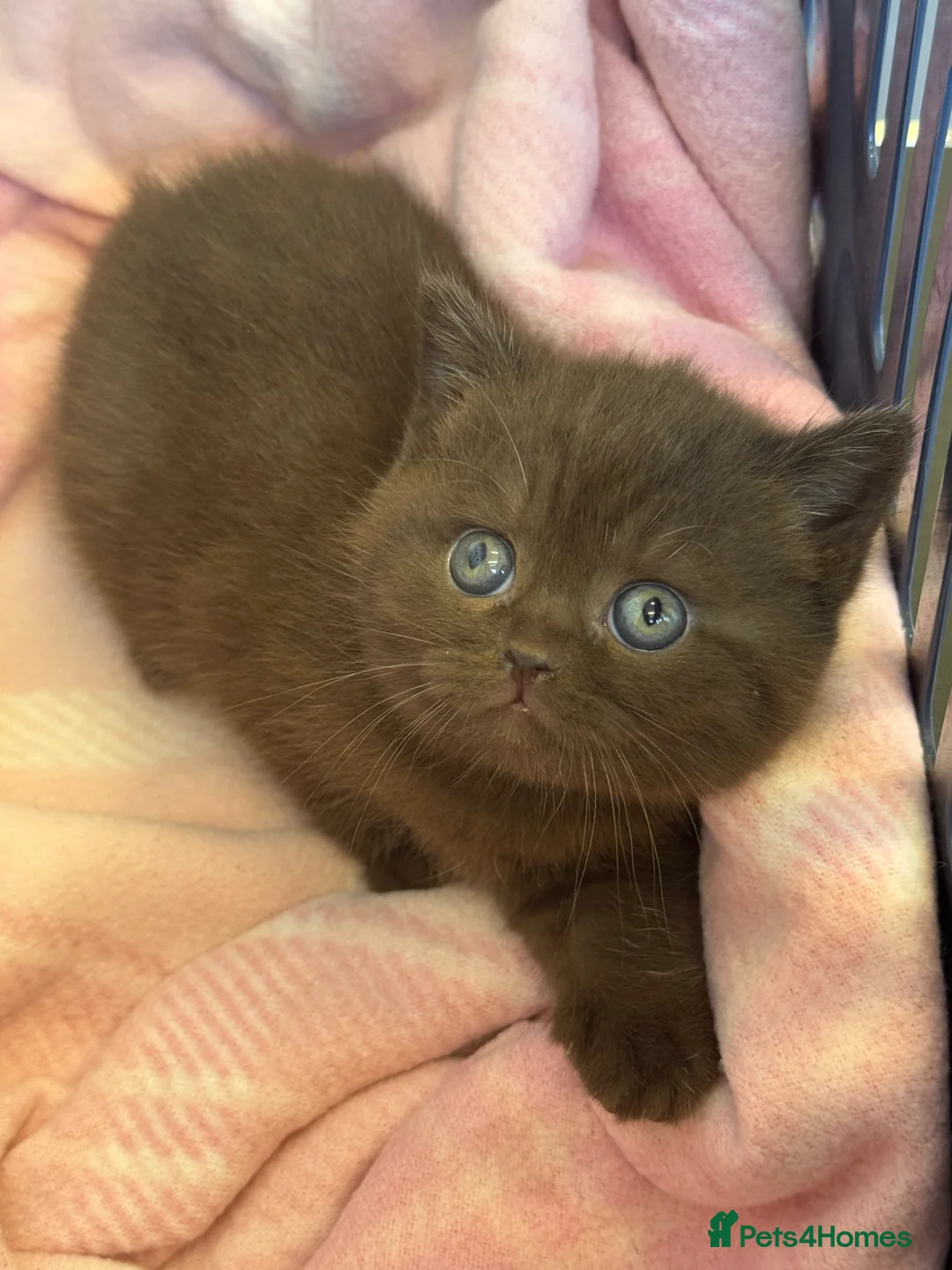 British Shorthair cats for sale: 🤎chocolate girl , last from litter GCCF - Advert 2