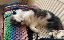 Mixed Breed cats for sale: Princess is looking for a new home - Image 2
