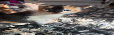 Mixed Breed 3