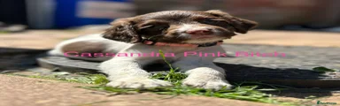 English Springer Spaniel 7