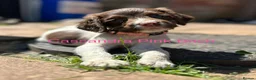 English Springer Spaniel dogs for sale: KC reg ESS pups sire OFTAW  - Advert 8