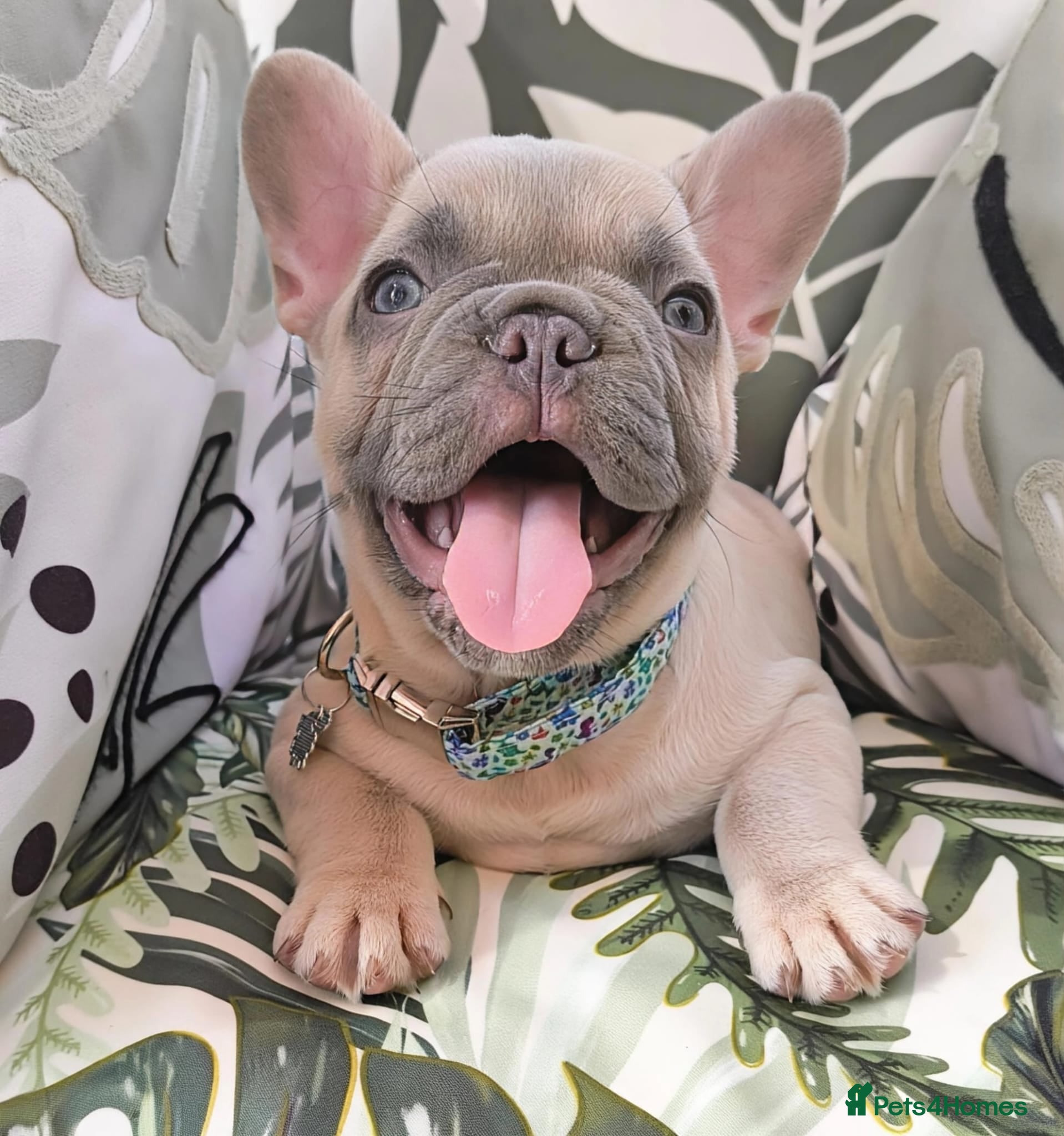 French Bulldog dogs French bulldog  - Advert 1