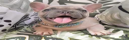 French Bulldog dogs for sale: French bulldog  - Advert 1