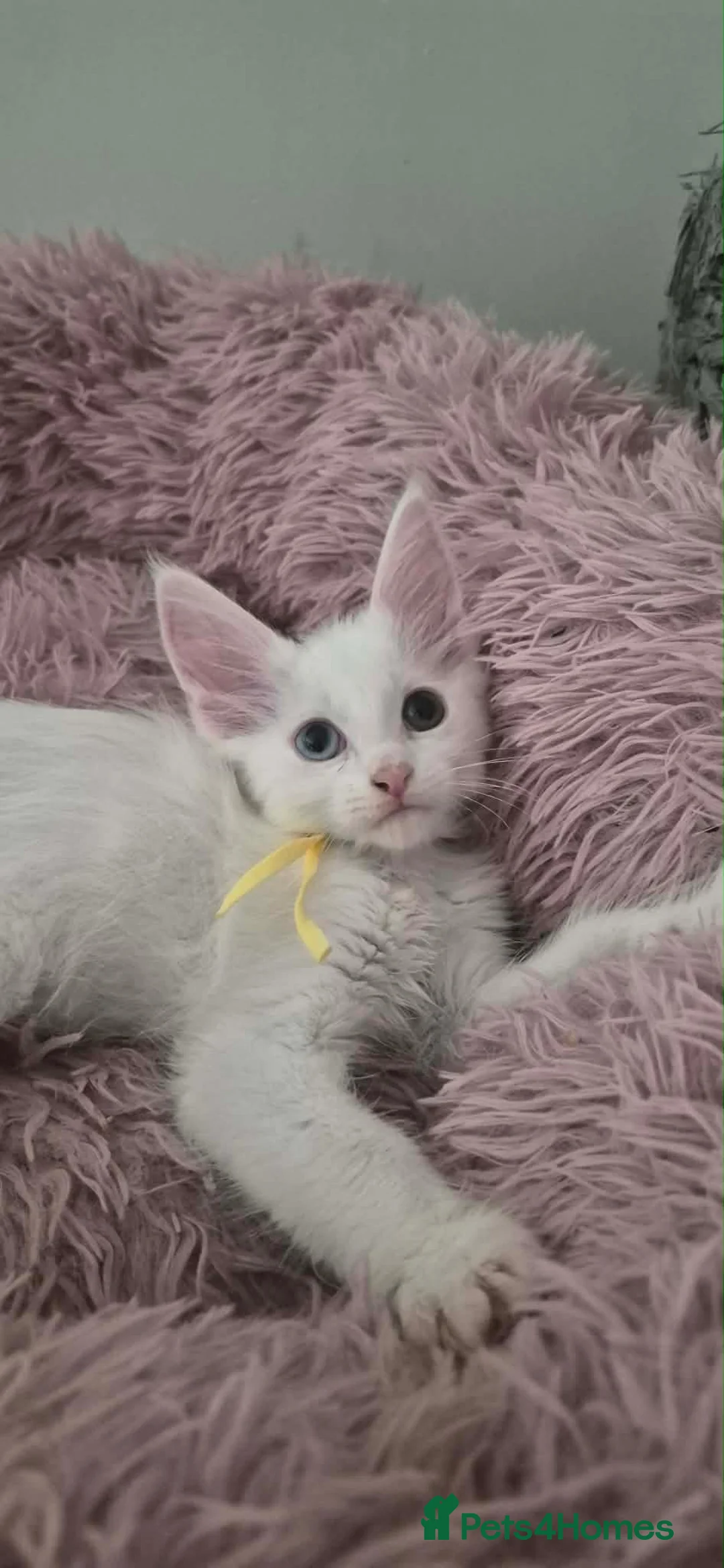 Maine Coon cats for sale: Giant Maine coons ready to leave  - Advert 2