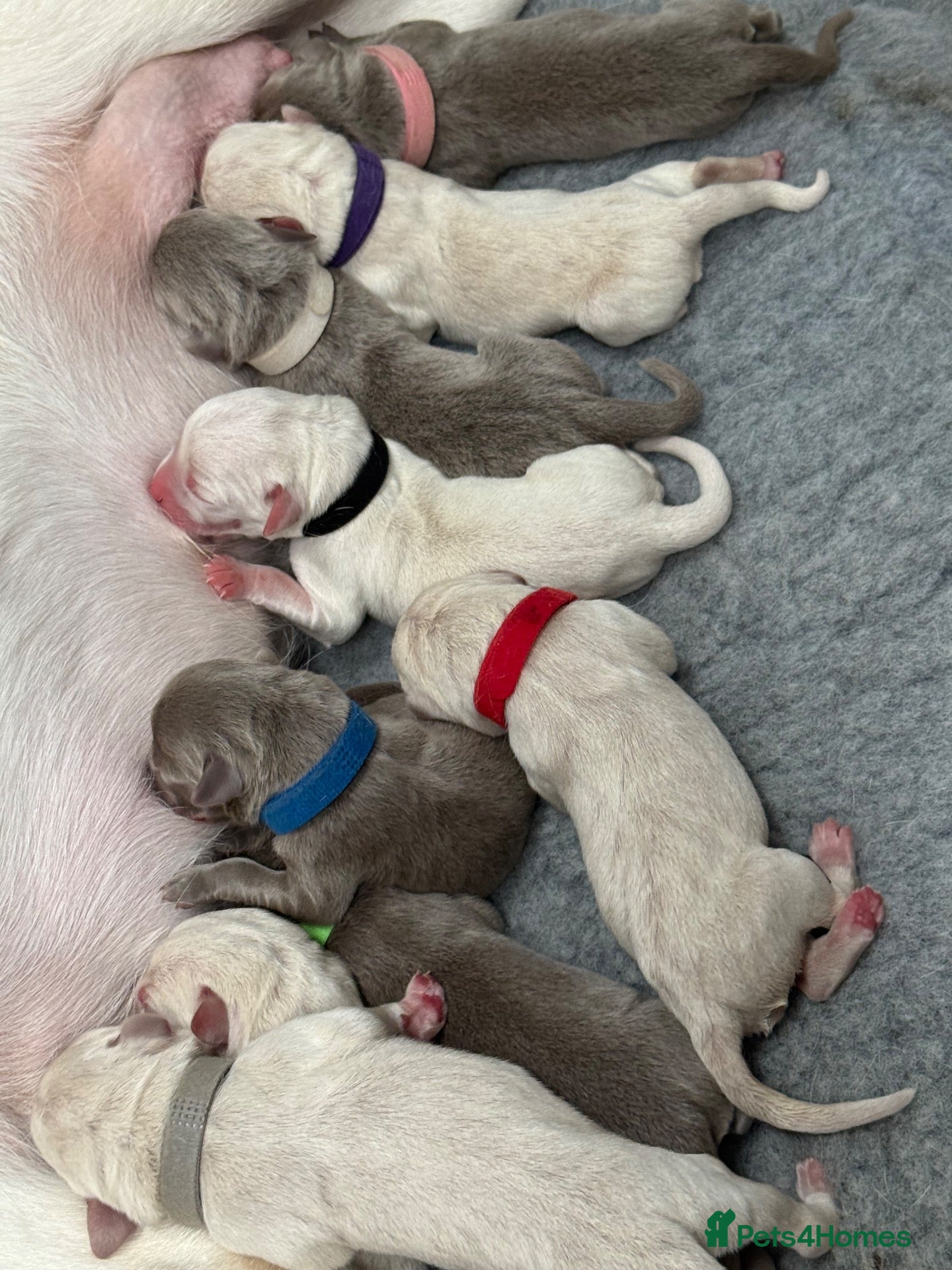 Labrador Retriever dogs KC Champagne & silver Labradors available  - Advert 7