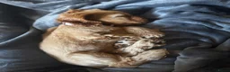 Cocker Spaniel dogs for sale: Pedigree KC Registered Show Cocker Spaniel- Lilah - Advert 11