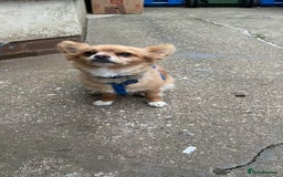 Chihuahua dogs for sale: Chihuahua dog age 6 years old  - Image 9