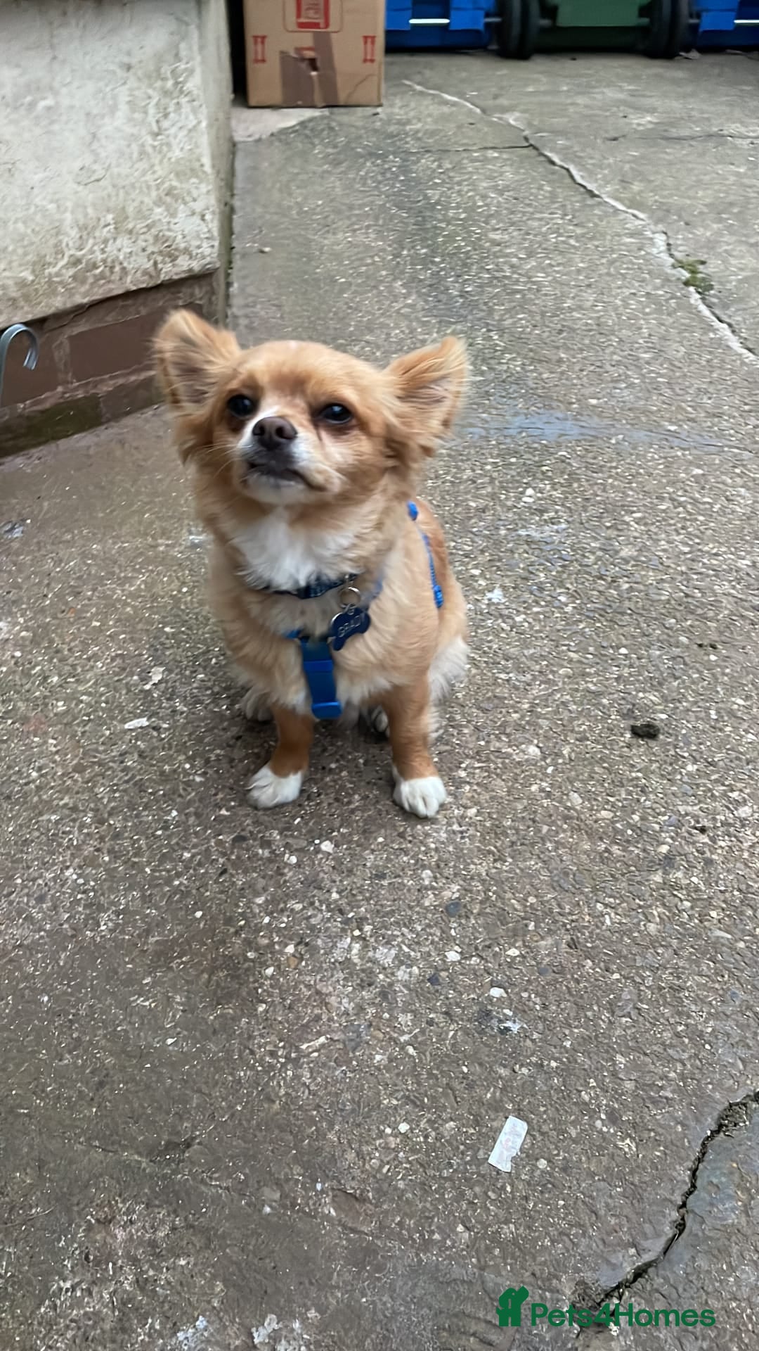 Chihuahua dogs for sale: Chihuahua dog age 6 years old  - Image 9