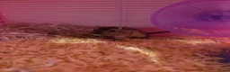 Gerbil rodents for sale: Two Female Gerbils for sale in Bristol - Advert 5
