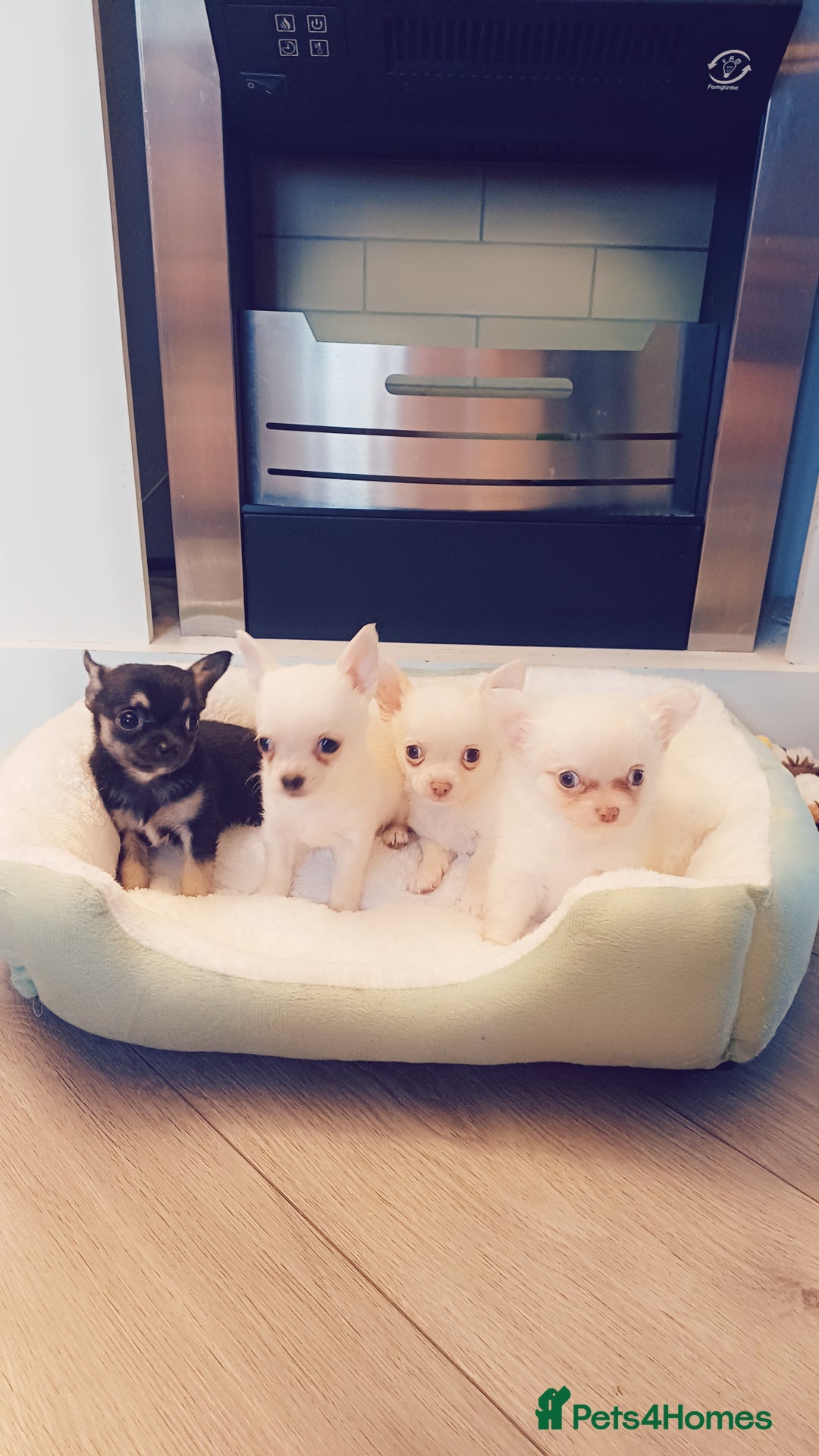 Chihuahua dogs for sale: Pedigree chihuahua puppies for sale - Advert 5