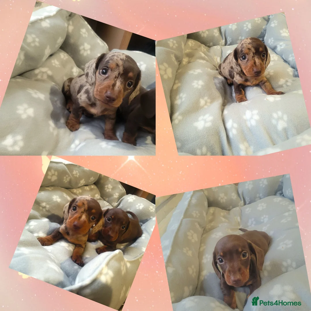 Miniature Dachshund dogs for sale: 🐶😍Miniature dachshund Puppies😍🐶 - Advert 1