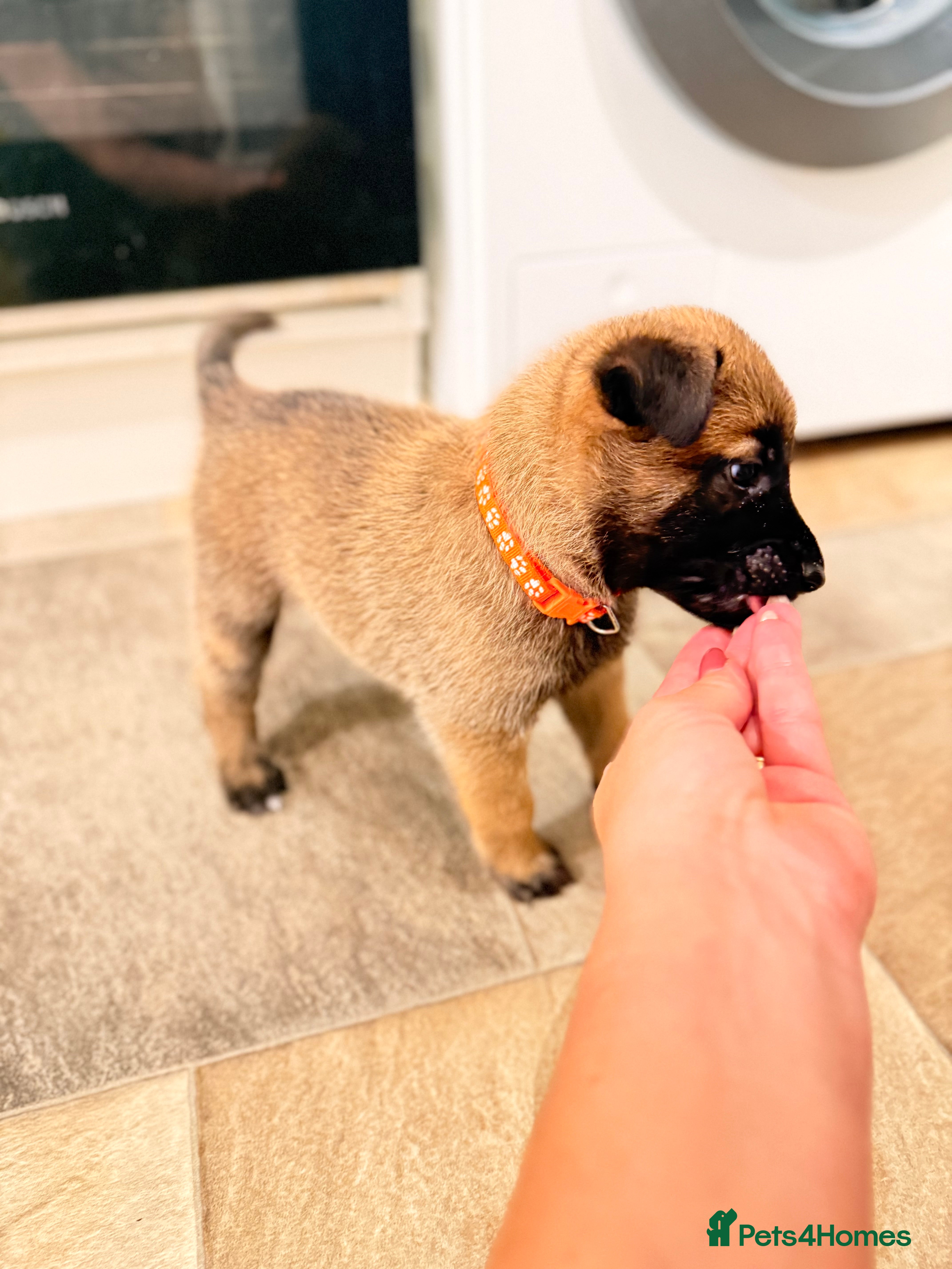 Belgian Shepherd Dog dogs Beautiful KC Registered Belgian Malinois Puppies - Advert 2