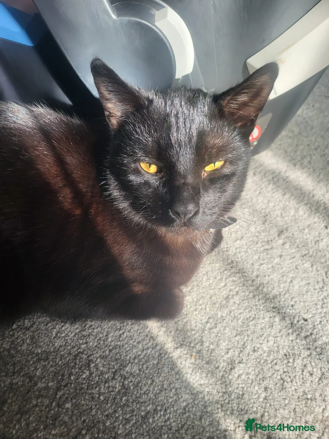 Mixed Breed cats for sale: 2 black cats  - Advert 1