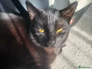 Mixed Breed cats 2 black cats - Advert 1