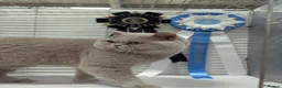 British Shorthair cats for sale: British Shorthair 3yr old. male  - Advert 5