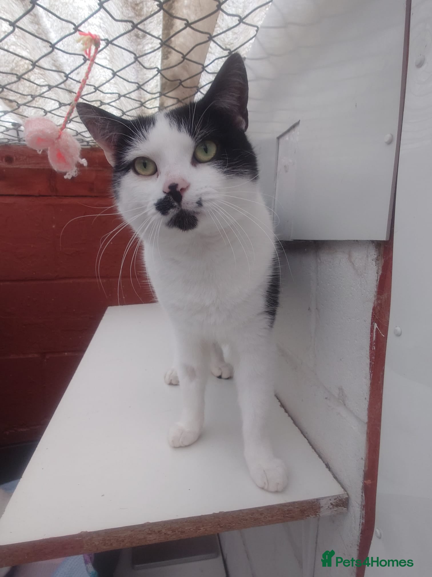 Mixed Breed cats Rescue cats: Asterix and friends.  - Advert 2