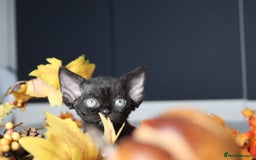 Devon Rex cats for sale: 🎉❤️ Full pedigree, healthy Devon rex boy 🎉❤️ - Image 11
