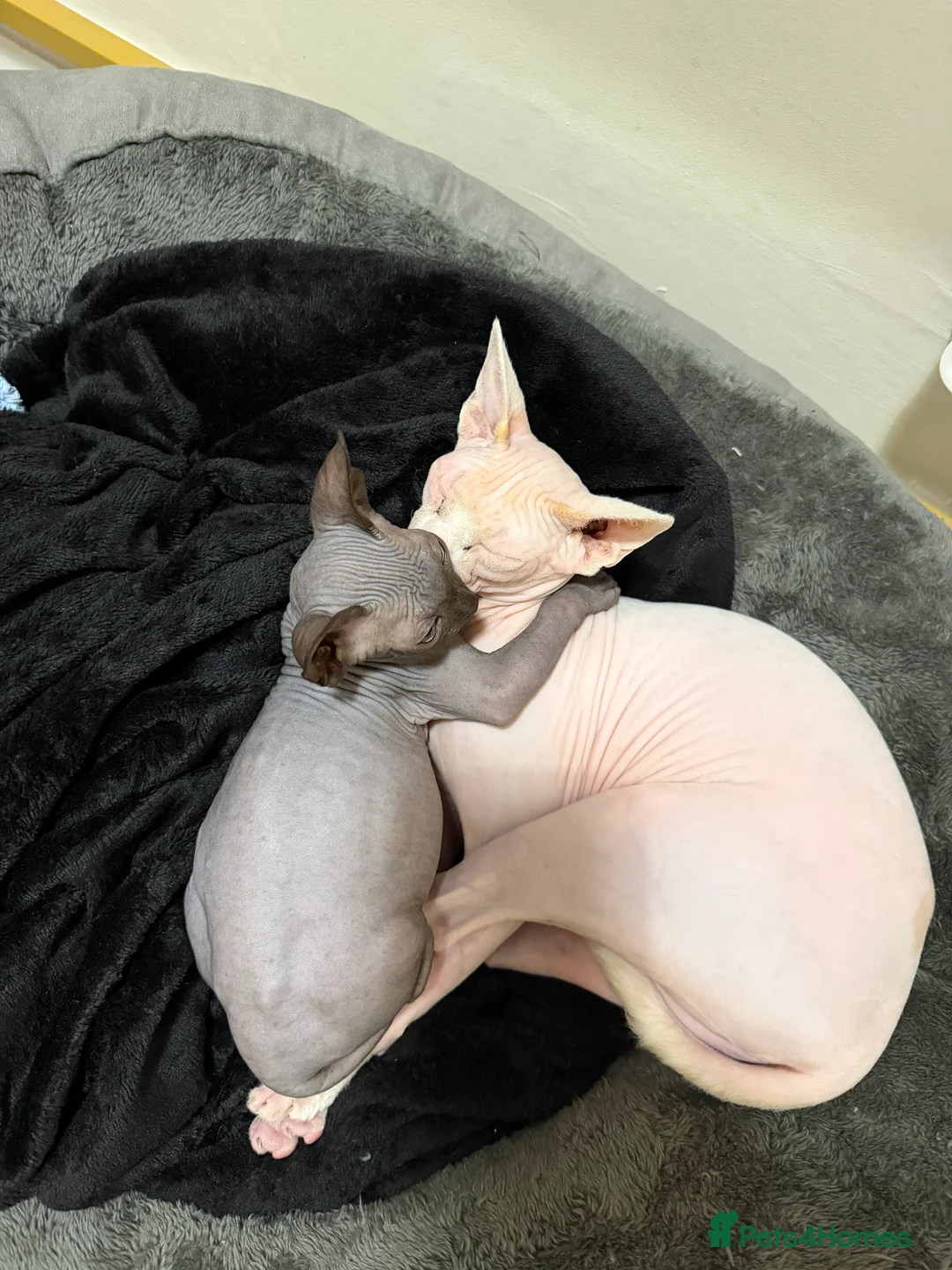 Sphynx cats for sale: Female Sphynx - Advert 2