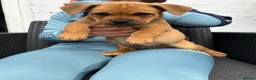 Mixed Breed dogs for sale: Narlas babies  - Advert 7