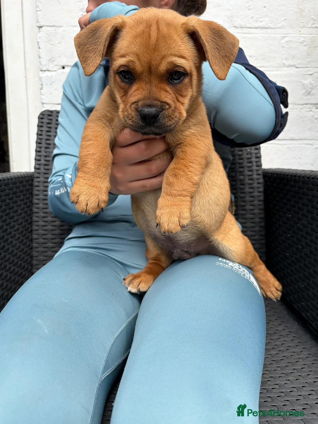 Mixed Breed dogs for sale: Narlas babies  - Advert 7