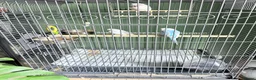 Lovebirds birds for sale: 3 Tame Budgies + Large Cage & Stand   in Newport - Advert 6