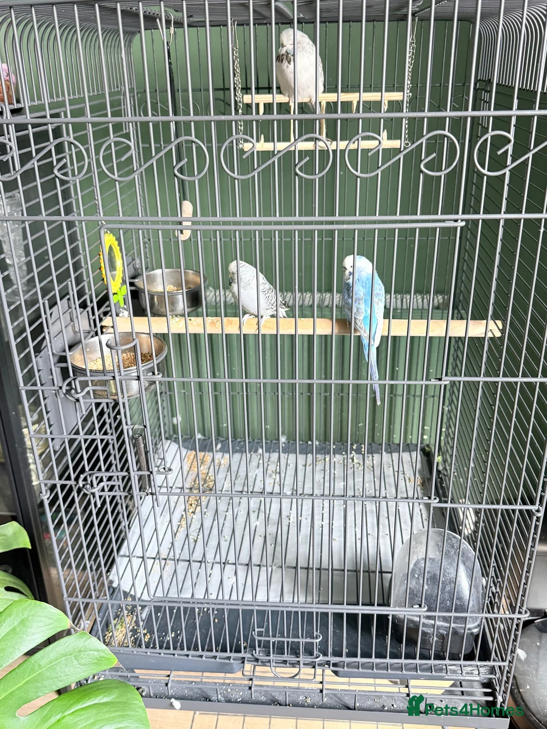 Lovebirds birds for sale: 3 Tame Budgies + Large Cage & Stand   in Newport - Advert 6