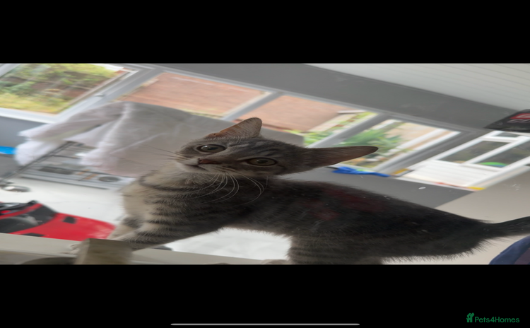 Mixed Breed cats - Advert 10