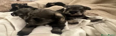 Miniature Schnauzer 2