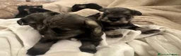 Miniature Schnauzer dogs for sale: Miniature Schnauzer Puppies 3 girls 3 boys.  - Advert 20