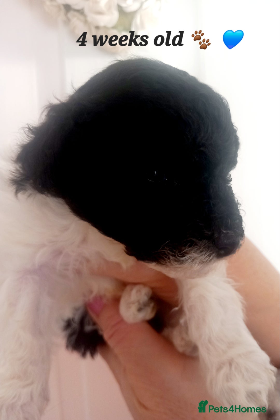 Toy Poodle dogs for sale: **1 PARTI BOY AVAILABLE**READY 21st DECEMBER** - Advert 21