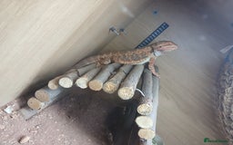 Bearded Dragon reptiles for sale: Bearded Dragon and set up - Image 4