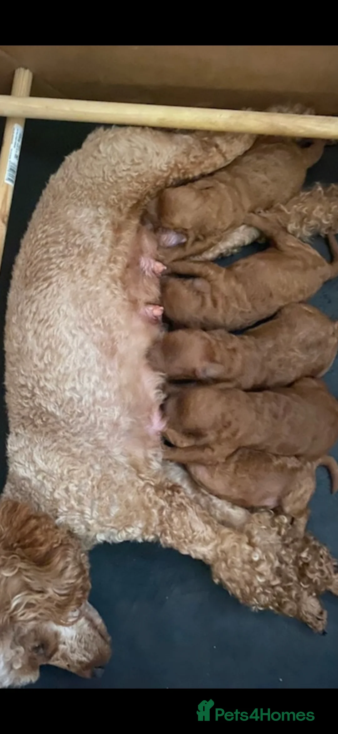 Miniature Poodle dogs for stud: EXTENSIVELY HEALTH TESTED POODLE FOR STUD - Advert 22