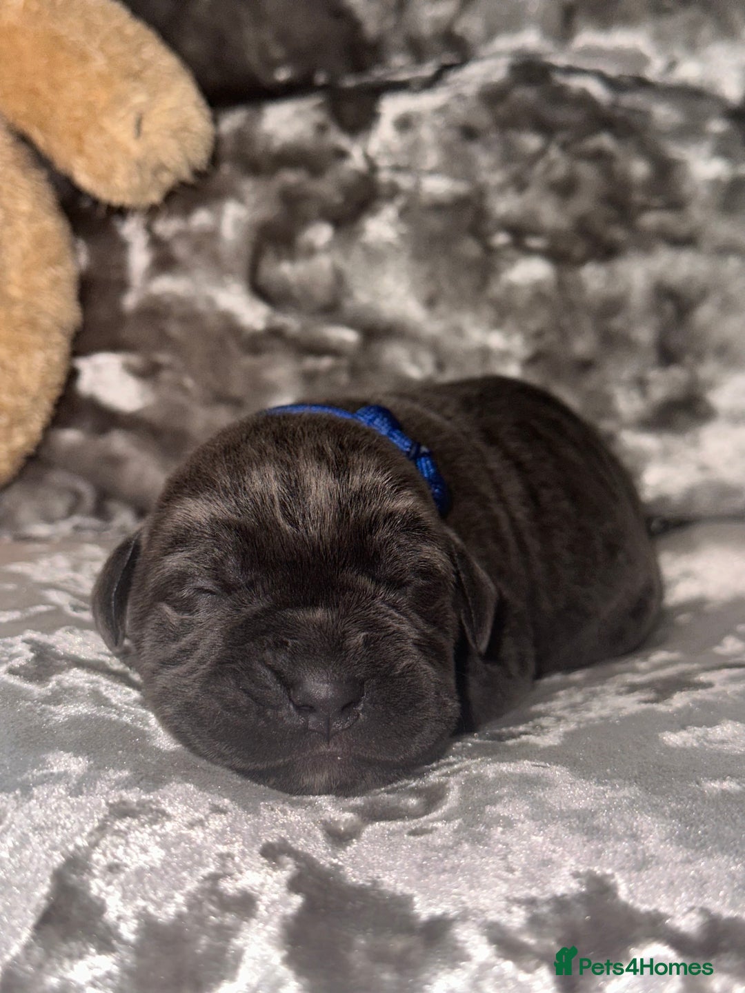 Cane Corso dogs for sale: Purebred Cane Corso  - Advert 5