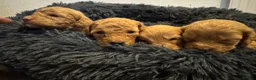 Cockapoo dogs for sale: Stunning F2 cockapoos in Whitehaven - Advert 12