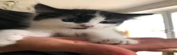 Mixed Breed cats for sale: Kittens - Advert 11