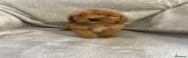 Cockapoo 5