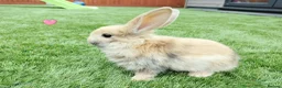 Mini Lop rabbits for sale: Mini Lop Bunnies - Advert 8