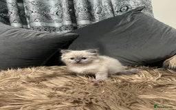 Ragdoll cats for stud: 100% proven Ragdoll STUD in Bradford - Advert 12