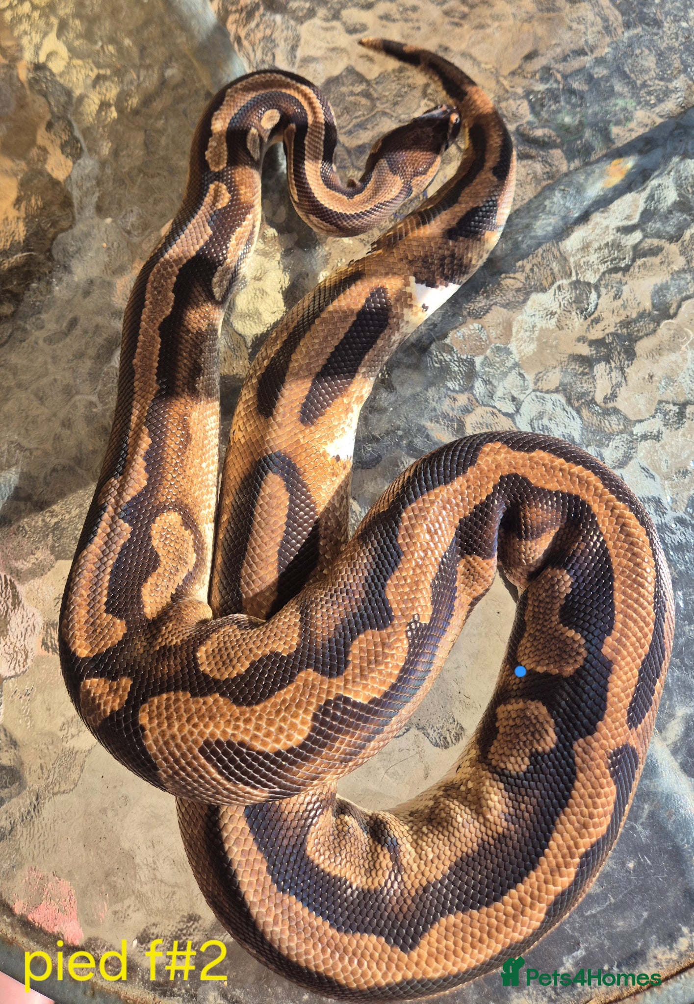 Mixed Breed reptiles Royal python for sale  - Advert 11